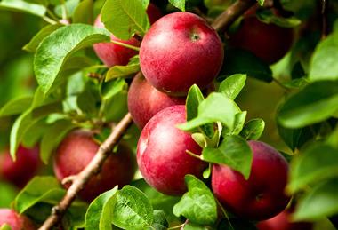 US apples