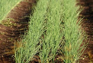 Lockyer Valley onions