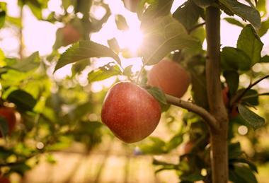 Hot Climate partnership single apple