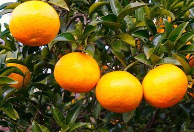 Citrus production in Jeju Korea
