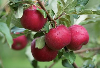 University of Minnesota Rave apples