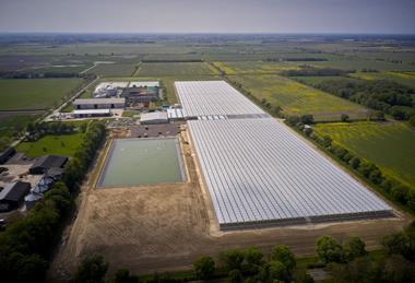Dyson Farming's strawberry production Carrington site
