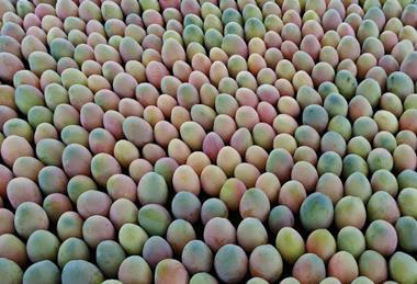 Peruvian mangoes