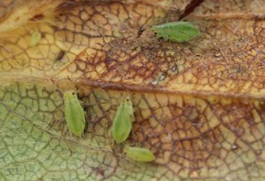 Aphids are a threat to potato crops
