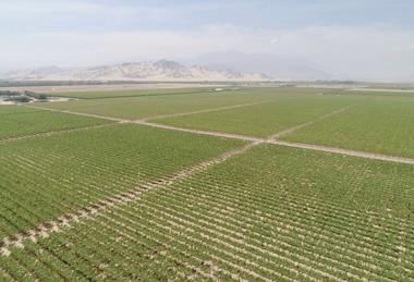 Peruvian avocado fields