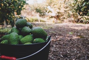 p106(90)pic 2 MX Mexican Hass avocados harvested in bucket