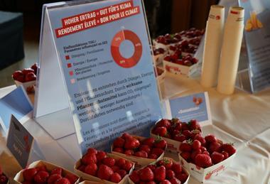 klima erdbeeren schweizer obstverband