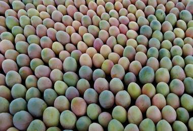 Peruvian mangoes
