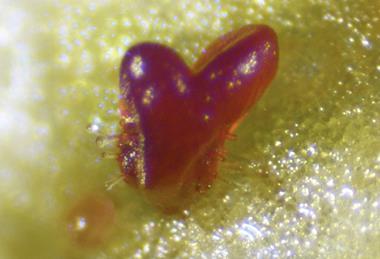 WUR somatic embryo that regenerated after induction of PLT:WOX genes in lettuce explants.