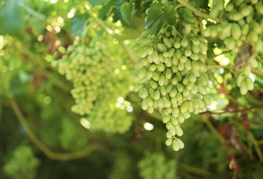 Bunch of table grapes Hex River Valley South Africa Adobe Stock