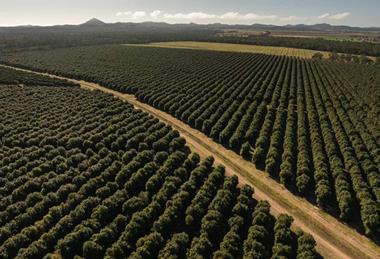 Macadamia production