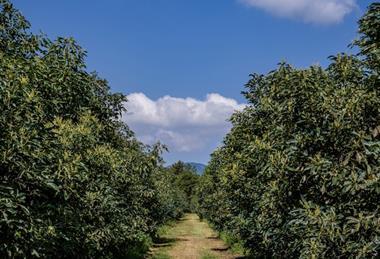 Michoacan avocado farm Adobe Stock