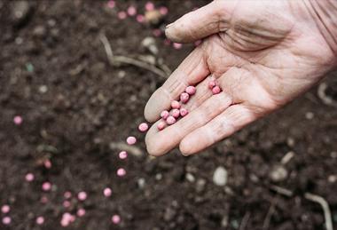 Pea seeds being planted by hand