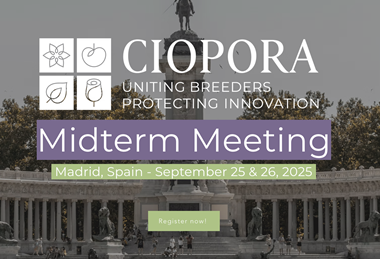 Ciopora conference