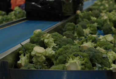End Food Waste Australia research project broccoli Fresh Select packhouse