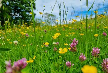 Wildflower meadow