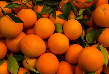 Valencia oranges