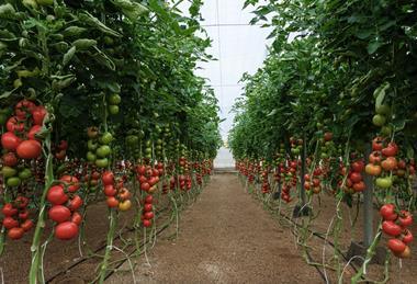 Syngenta ToBRFV 121038 Myrador