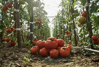 Tomato production CropLife Europe