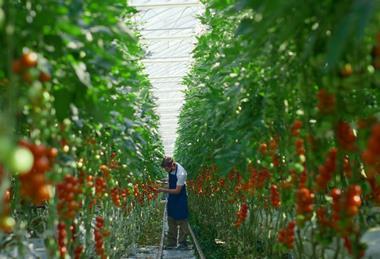 Tomato greenhouse