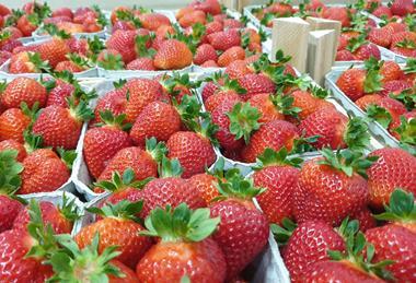 Erdbeeren in Pappschalen