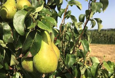 Belgian Conference pear