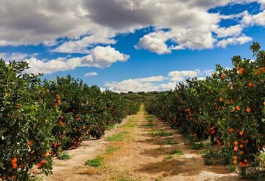 Orange grove South Africa Adobe Stock