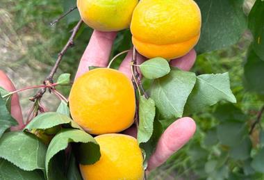 Kolla Italia apricots
