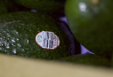 Mexican avos