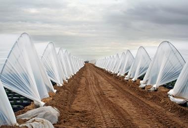 Huelva strawberry production Adobe Stock