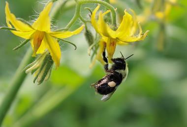 During recent heatwaves, bumblebees have often stayed in their hives to keep cool