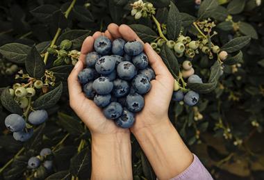 Hortifrut blueberries in hand