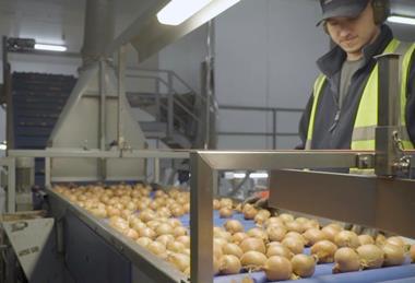 UK Moulton Bulb onions