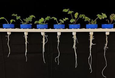 Some brassicas may be able to grow deeper root systems to increase water uptake