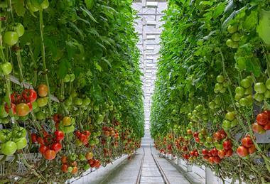 Tomato greenhouse