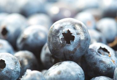 US blueberries closeup Adobe