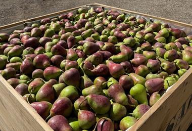 QTee pear harvest 2026