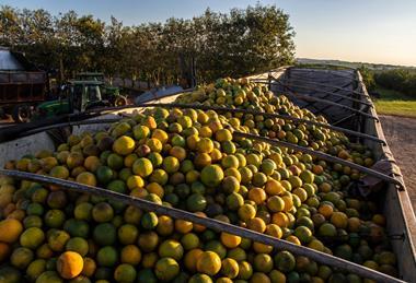 Brazil Sao Paulo oranges AdobeStock_883507121