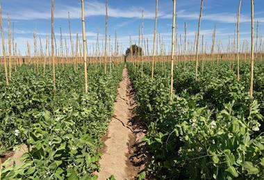 FairFruit snow peas sugar snap Arequipa Peru