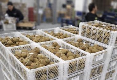 Frigotec HappyRipe kiwifruit