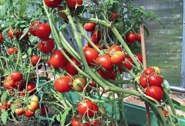 Tomatoes South Australia PIRSA