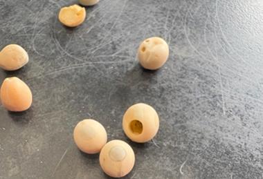 The pea bruchid tends to leave neat, circular holes when it eats its way out of the grain