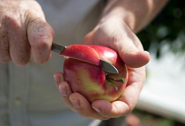 NZ knife slicing Genesis apple Yummy Fruit