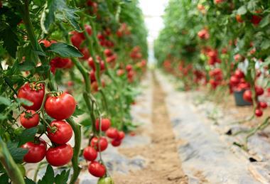 Two projects aim to boost the tomato sector