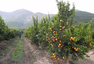 Chilean mandarins