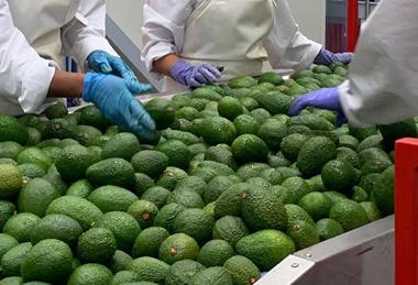 Colombian Avocado Board