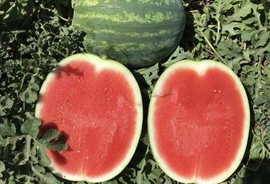 Syngenta Vegetable Seeds Field Days 2026 watermelon