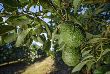 Halls avocado tree