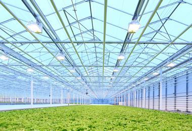 Glasshouse production is developing rapidly