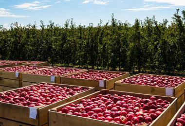 Consolidated Fruits - Apples 1